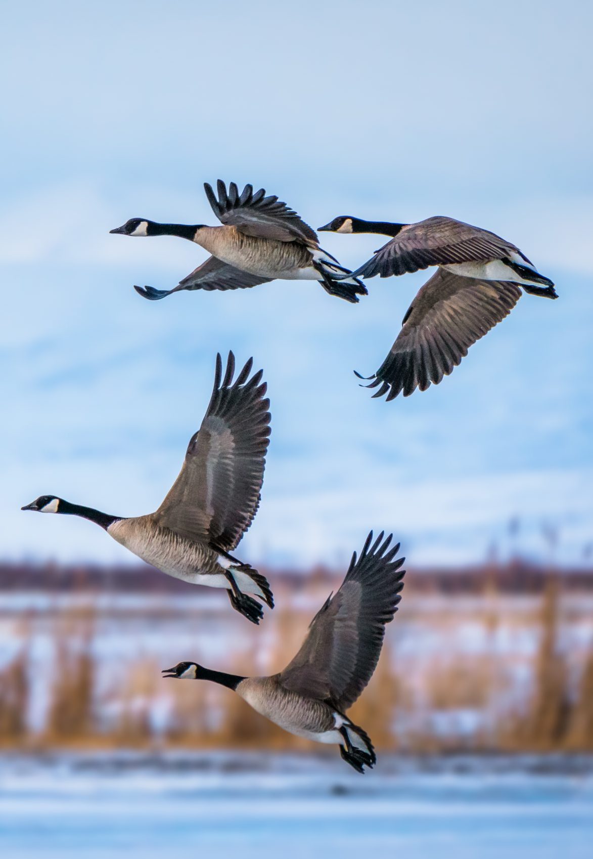 Flock of Canada geese flying over Great Salt lake, USA