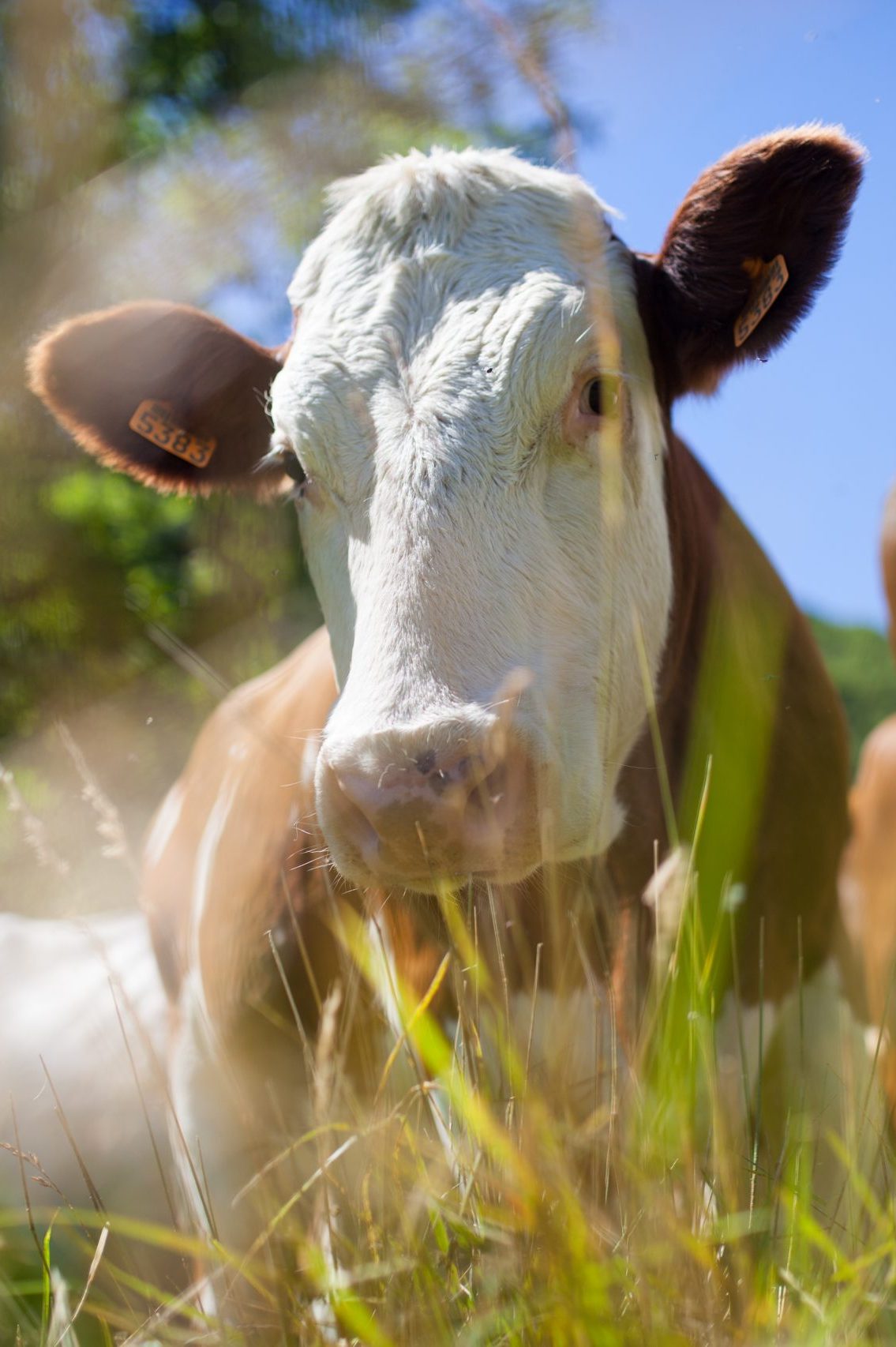 Herd of cows producing milk for Gruyere cheese in France in the spring