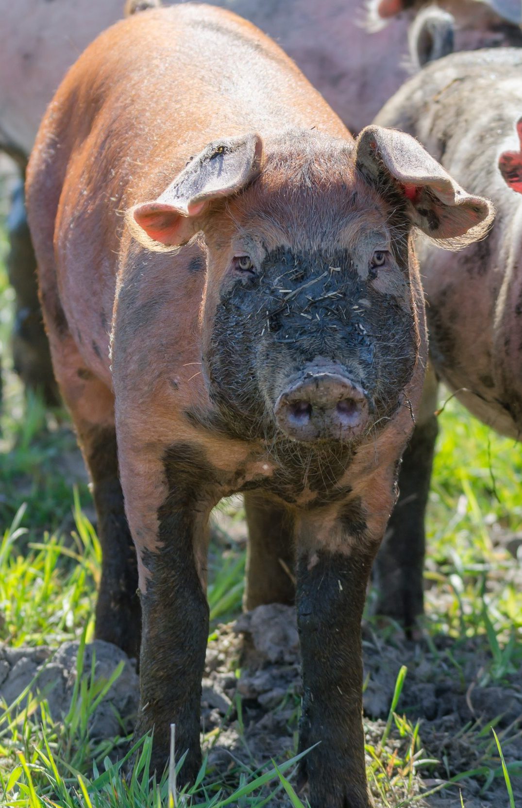 Rural farm with funny dirty pigs walking